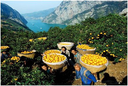 藤匠人富硒来凤藤茶