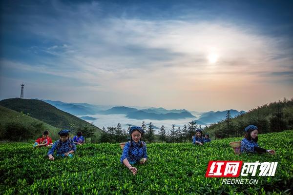 富硒黑茶有哪些品牌