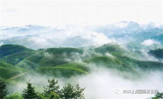 富硒藤茶价格是多少