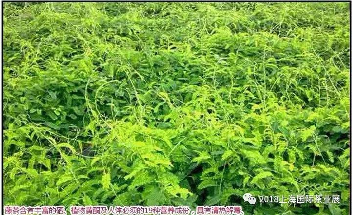 富硒藤茶价格是多少