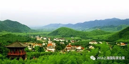富硒藤茶价格是多少
