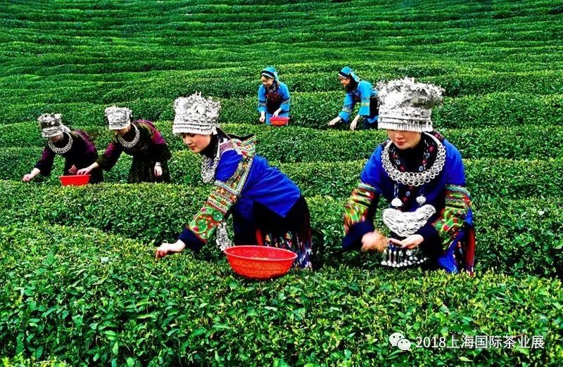 富硒藤茶价格是多少