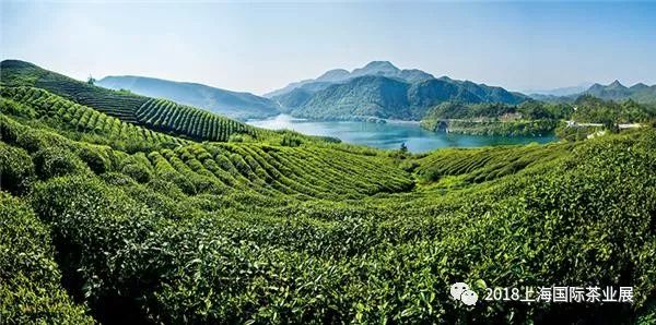 富硒藤茶价格是多少