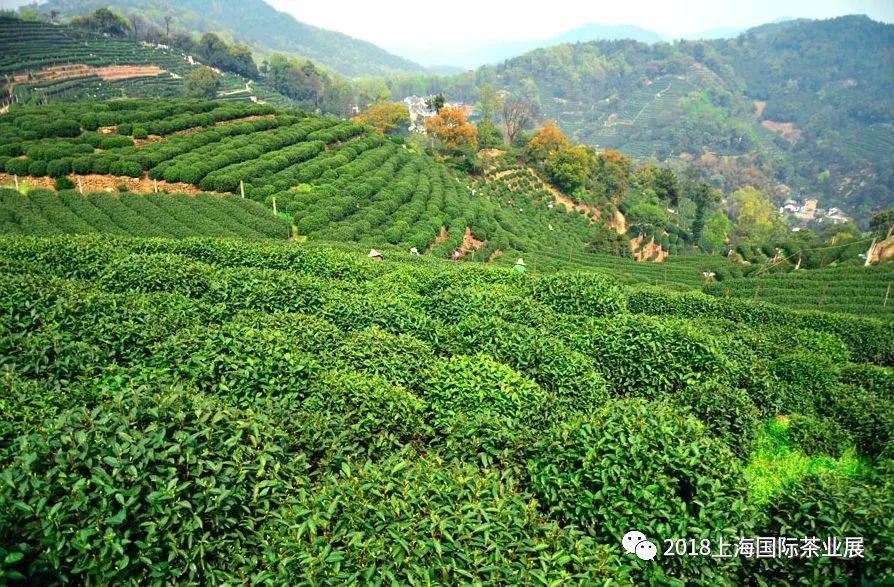 富硒藤茶价格是多少