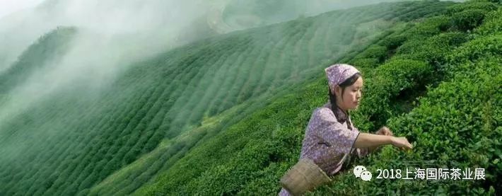 富硒藤茶价格是多少