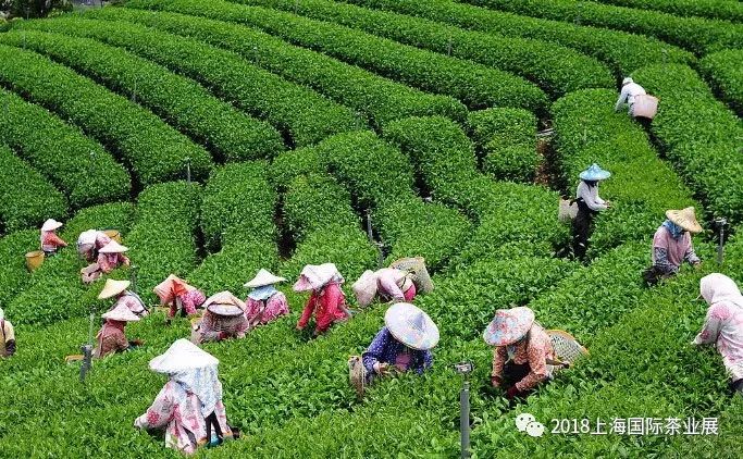 富硒藤茶价格是多少