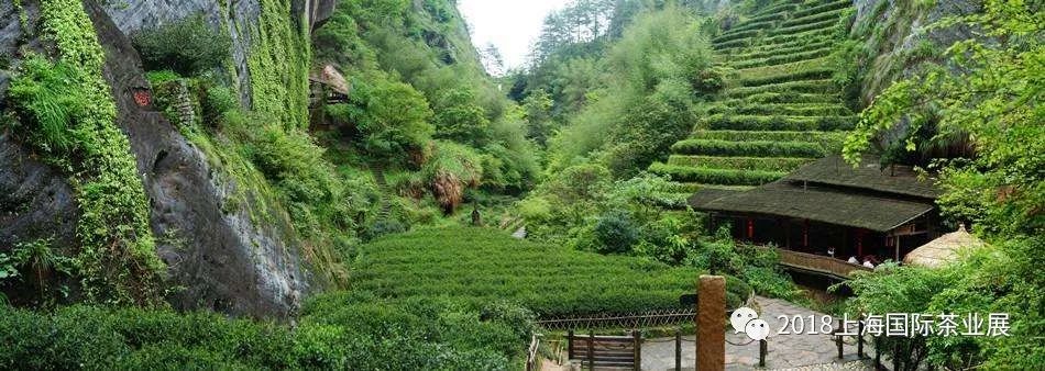 富硒藤茶价格是多少