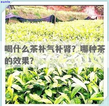 喝什么茶补肾效果好，探讨喝什么茶能有效补肾？专家推荐的几种饮品不可错过！