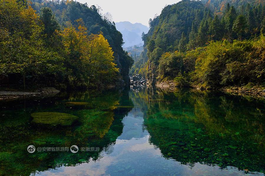 安徽仙寓山富硒野茶