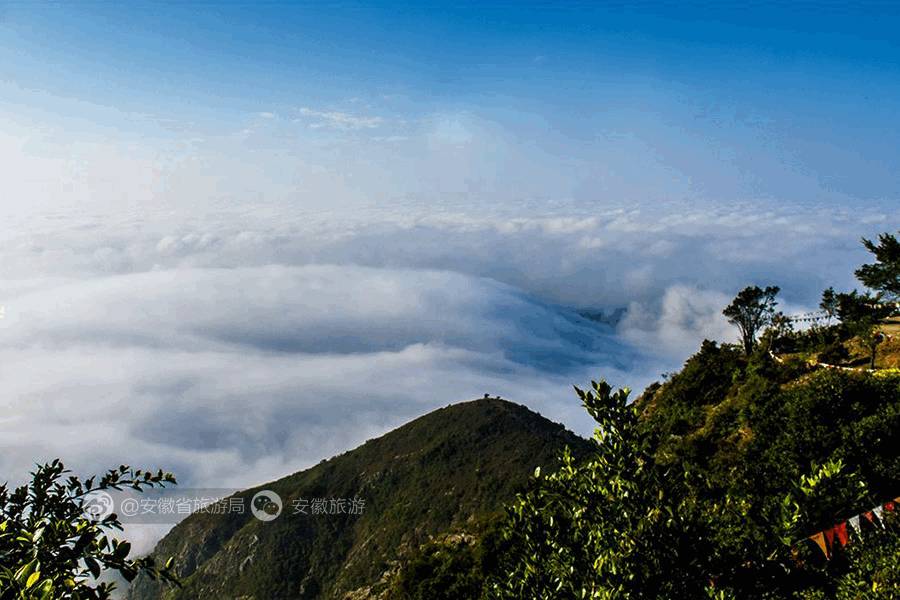 安徽仙寓山富硒野茶