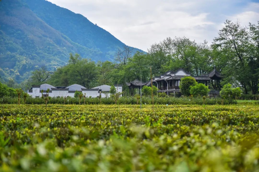 安徽仙寓山富硒野茶