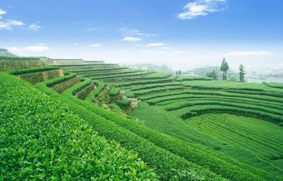 福建平和富硒奇兰茶