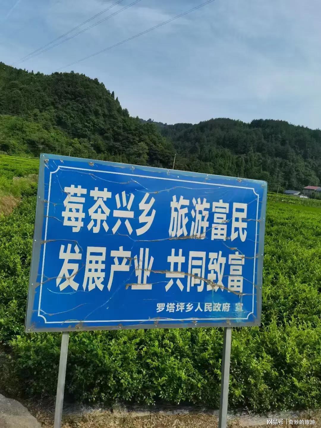 楚家台富硒莓茶价格