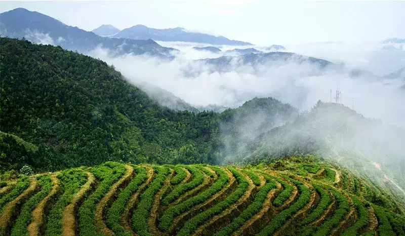 紫阳富硒茶一片好茶