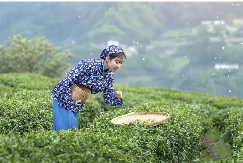 紫阳富硒茶一片好茶