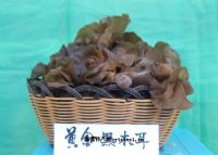 万源富硒茶种植面积