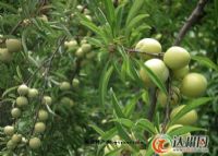 万源富硒茶种植面积