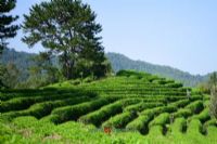 万源富硒茶种植面积