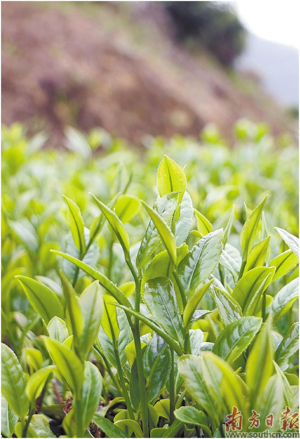 富硒茶对药有影响吗