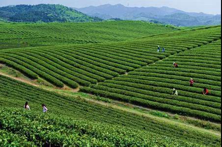 北京富硒八仙茶加工