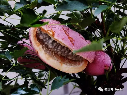 紫阳县秦巴山富硒茶