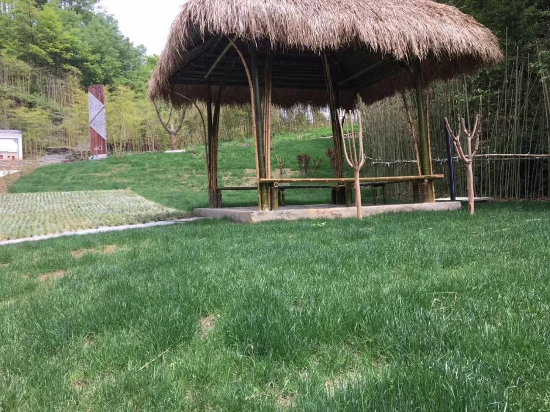 紫阳县哪里产富硒茶