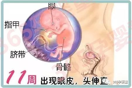 孕几周补钙