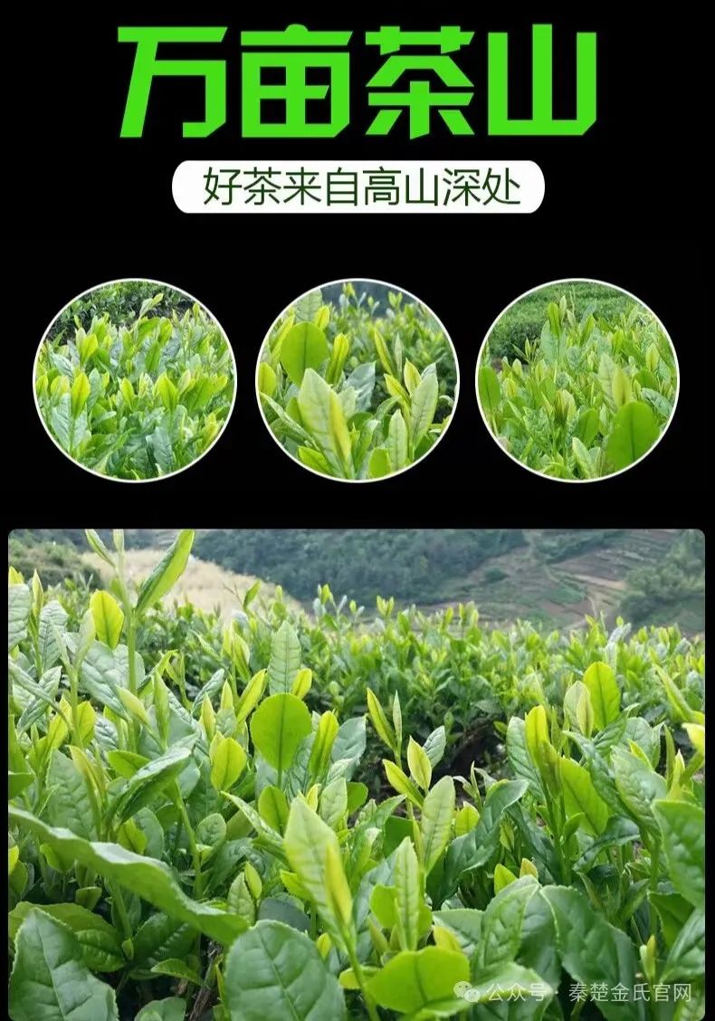 紫阳文化遗产富硒茶