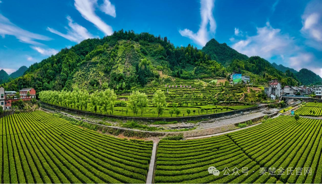紫阳文化遗产富硒茶