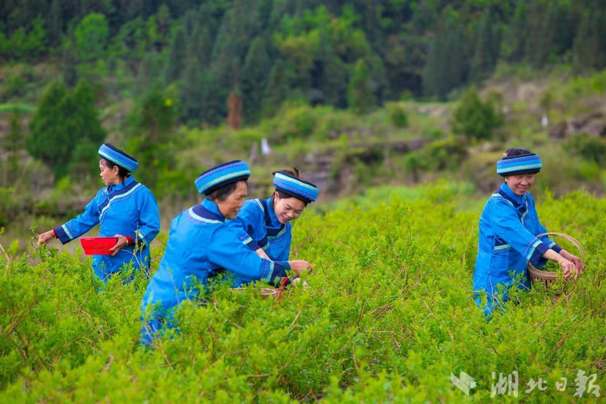 藤益生富硒来凤藤茶