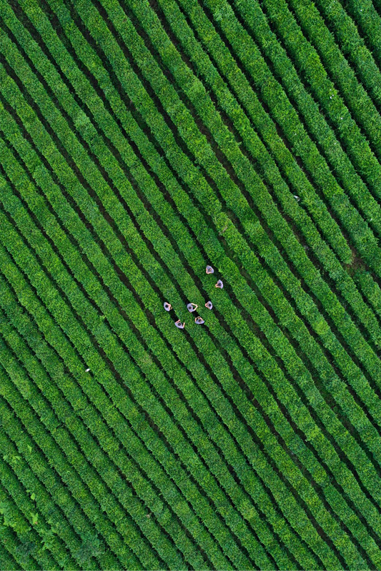 藤茶富硒标准是什么