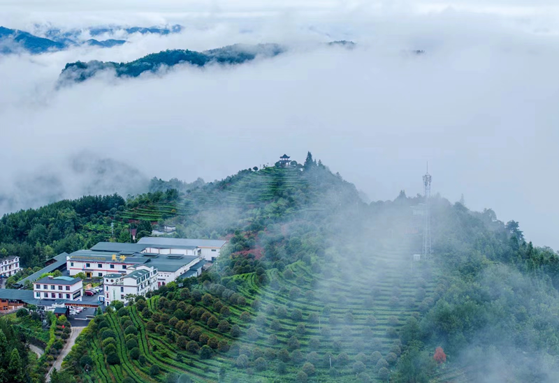 藤茶富硒标准是什么