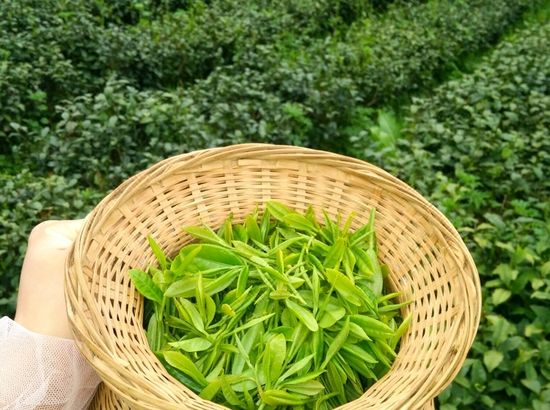 西黄山富硒茶怎么样