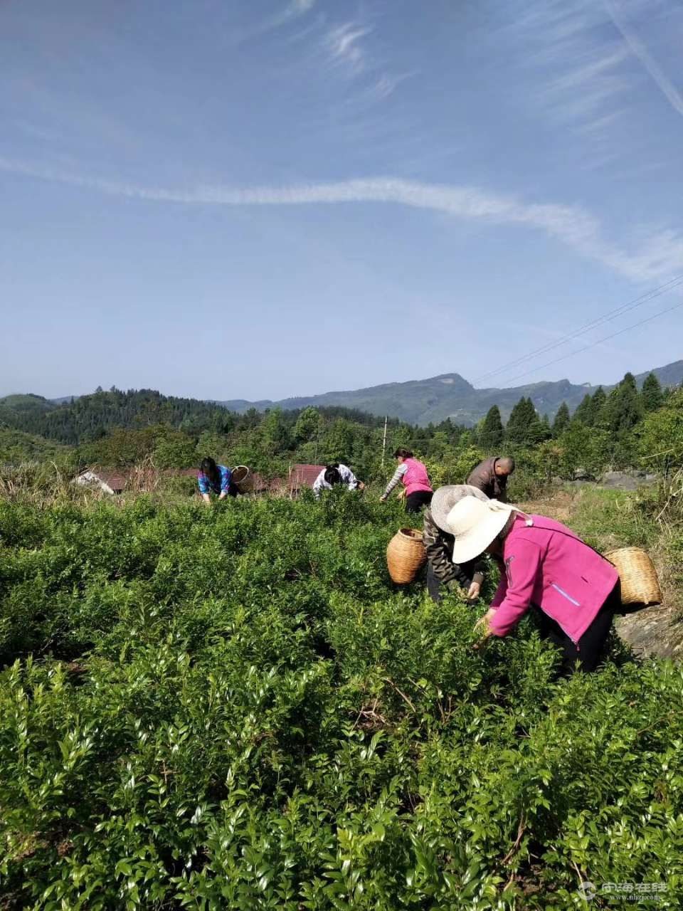 湖南张家界富硒莓茶