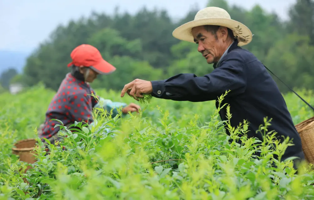 湖南张家界富硒莓茶