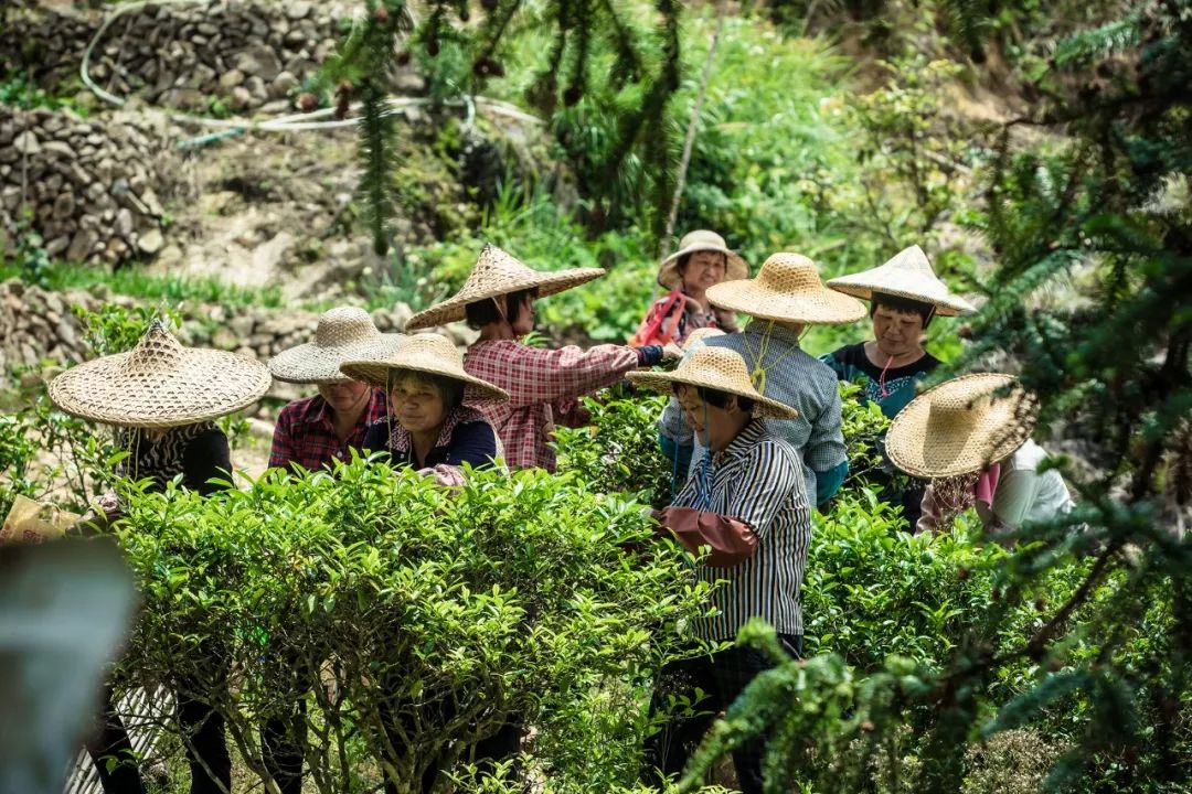 九重雾 富硒茶价格