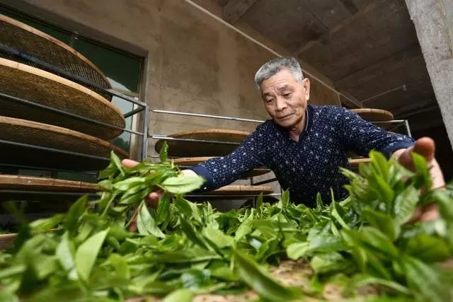 九重雾 富硒茶价格