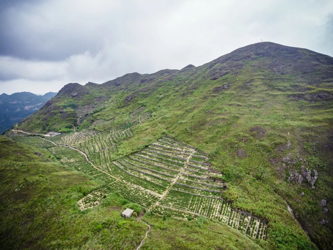 九重雾 富硒茶价格