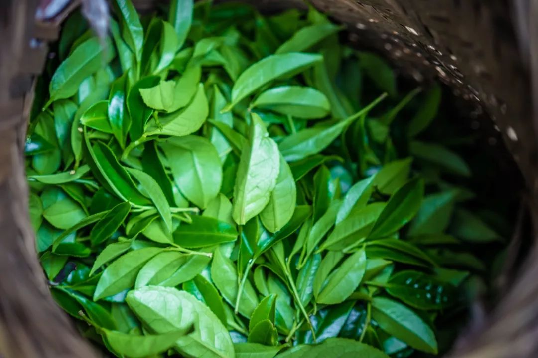 九重雾 富硒茶价格
