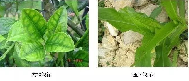 微量元素是什么意思