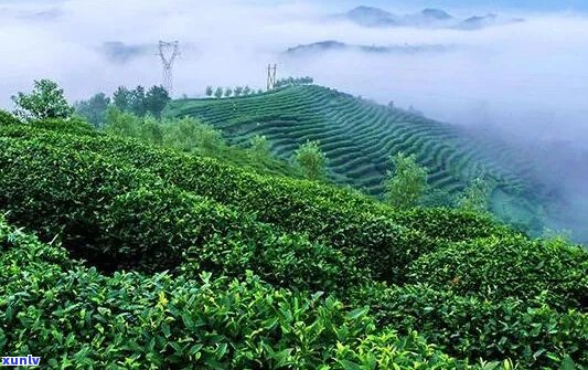 富硒茶什么人不能喝-硒茶哪里产的