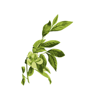 福建富硒八仙茶加工