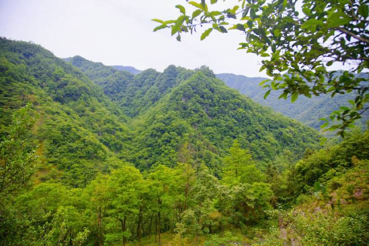 岚皋县南宫山富硒茶