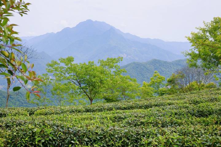 岚皋县南宫山富硒茶