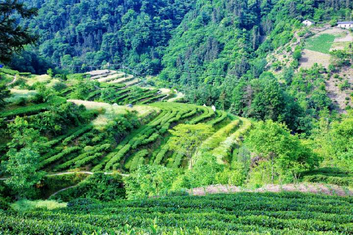 岚皋县南宫山富硒茶