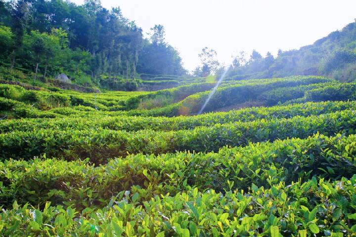 岚皋县南宫山富硒茶