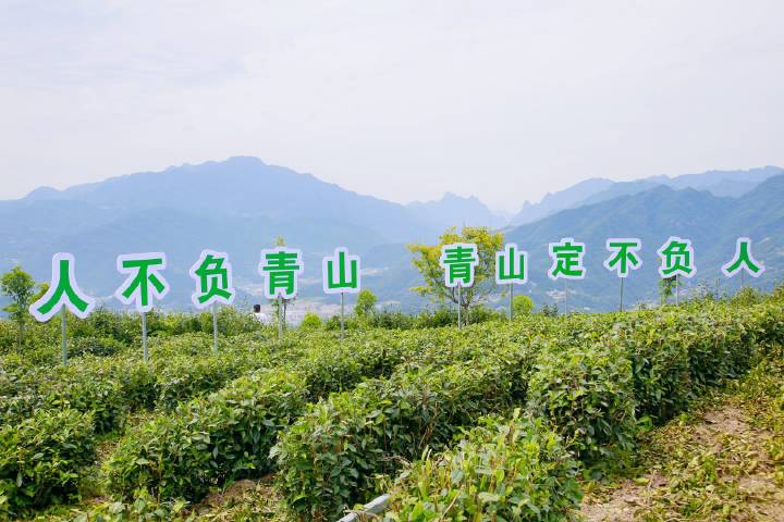 岚皋县南宫山富硒茶