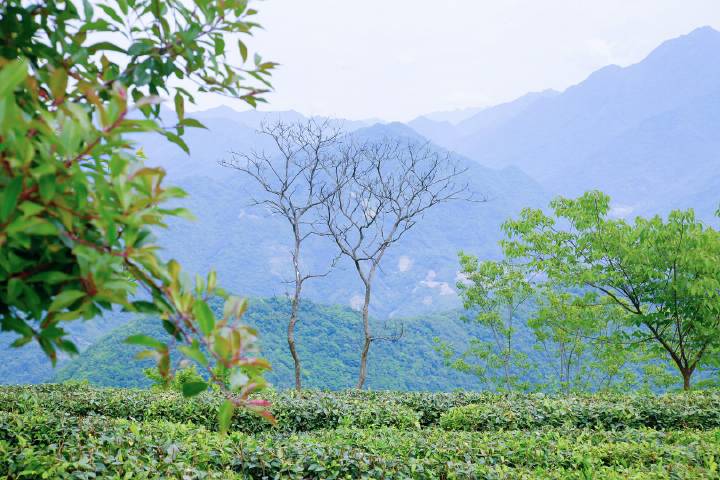 岚皋县南宫山富硒茶