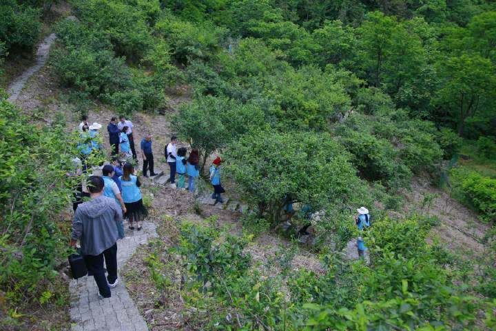 岚皋县南宫山富硒茶