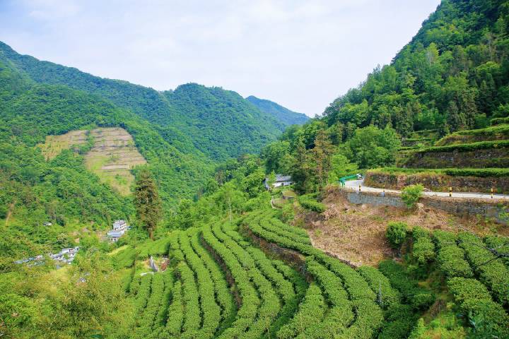 岚皋县南宫山富硒茶